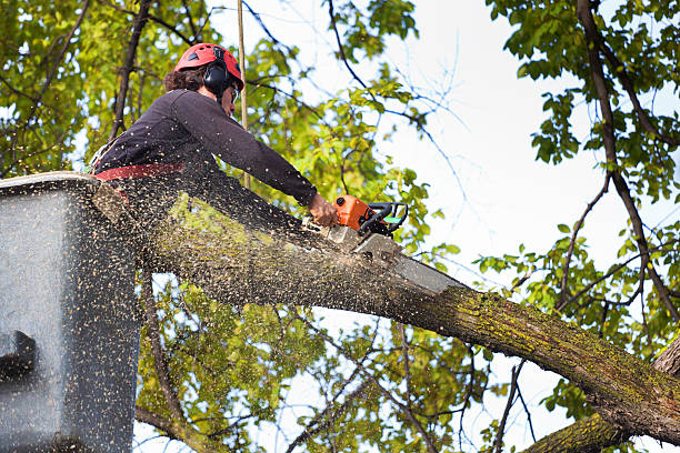 Best Seasonal Cleanup (Spring/Fall)  in Nora Springs, IA